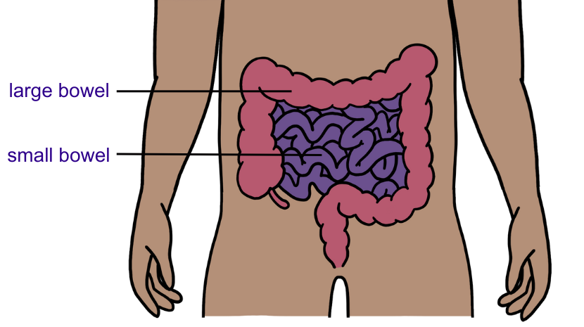 diagram showing small and large bowel